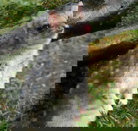 1-Hour Tasmanian Devil Feeding Day Tour at Cradle Mountain - Airlie Beach Holiday