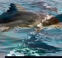 1.5HR Mudjimba Island Wildlife Safari - Airlie Beach Holiday