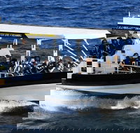 Mooloolaba Whale Watching Tour - Airlie Beach Holiday