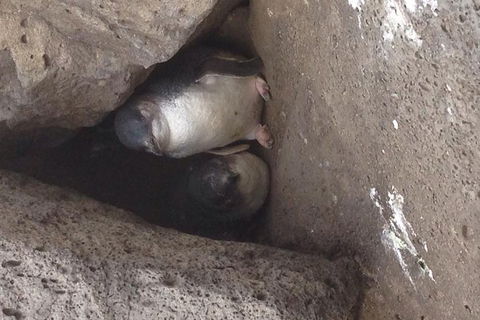 Food Tour Melbourne - St Kilda - Airlie Beach Holiday 3