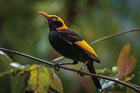 O'Reilly's & Lamington National Park From Gold Coast - Airlie Beach Holiday 1