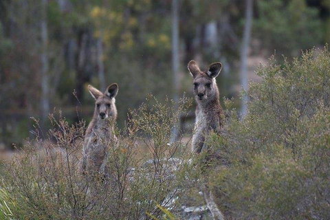 Inside The Greater Blue Mountains World Heritage - A Wildlife Safari Overnight - Airlie Beach Holiday 2