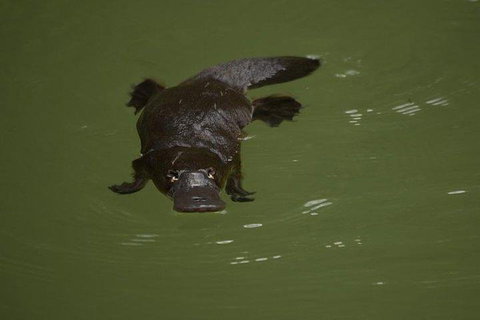 Inside The Greater Blue Mountains World Heritage - A Wildlife Safari Overnight - Airlie Beach Holiday 5