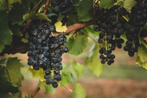 Hideaway Private Tours Hunter Valley- Indulgence Wine Tour (Full Day) - Airlie Beach Holiday 3