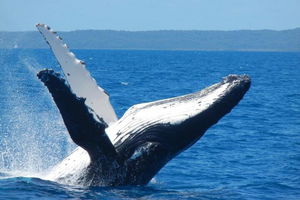 Mooloolaba Whale Watching Tour
