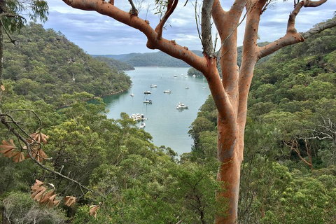 Shore Excursion: Sydney's Northern Beaches & Ku-ring-gai National Park Bus Tour - Airlie Beach Holiday 1