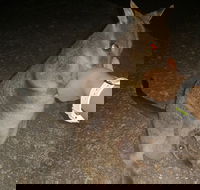 Private Tour to Paronella Park Historic Village Herberton and wild life Wallaby - Airlie Beach Holiday