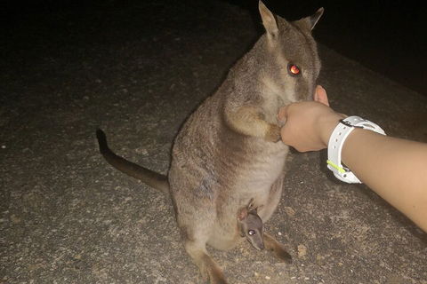 Private Tour To Paronella Park, Historic Village Herberton And Wild Life Wallaby - Airlie Beach Holiday 0