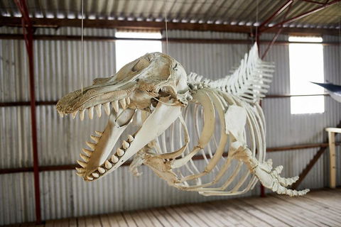 Albany's Whale Story - Airlie Beach Holiday 3