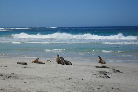 Kangaroo Island In A Day Tour From Adelaide - Airlie Beach Holiday 1