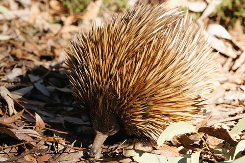 Kangaroo Island In A Day Tour From Adelaide - Airlie Beach Holiday 2