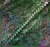 Atherton Tablelands Rain Forest by Night from Cairns - Airlie Beach Holiday