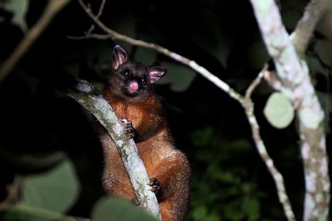 Atherton Tablelands Rain Forest By Night From Cairns - Airlie Beach Holiday 4