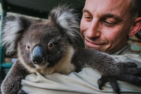 Kangaroos & Koala Encounter Experience (Half Day Private Tour) - Airlie Beach Holiday 0