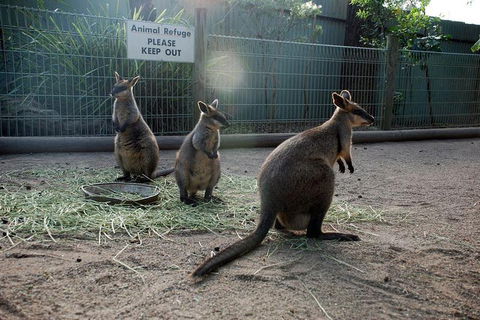 Kangaroos & Koala Encounter Experience (Half Day Private Tour) - Airlie Beach Holiday 2