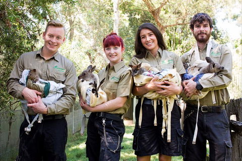 Kangaroos & Koala Encounter Experience (Half Day Private Tour) - Airlie Beach Holiday 3