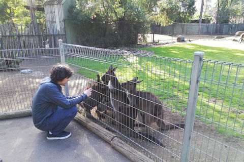 Kangaroos & Koala Encounter Experience (Half Day Private Tour) - Airlie Beach Holiday 4