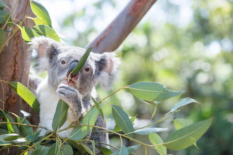 Kangaroos & Koala Encounter Experience (Half Day Private Tour) - Airlie Beach Holiday 5