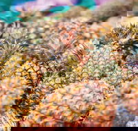 Sunshine Coast Eumundi Markets Return Minibus Transfer - Airlie Beach Holiday