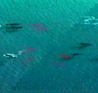 40-45 Minute Port Stephens and Stockton Beach Helicopter Flight - For 2