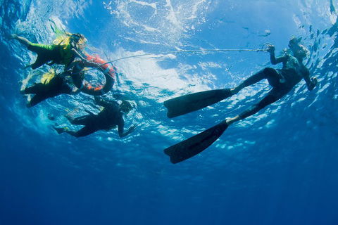 Passions Of Paradise Great Barrier Reef Snorkel And Dive Cruise From Cairns By Luxury Catamaran - Airlie Beach Holiday 2