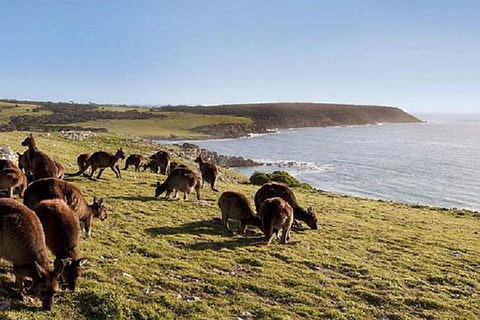 Kangaroo Island Personal Group Tours - Airlie Beach Holiday 0