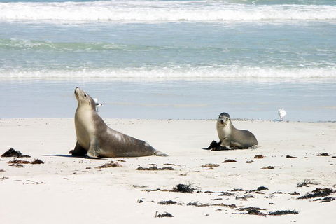 Kangaroo Island Personal Group Tours - Airlie Beach Holiday 3