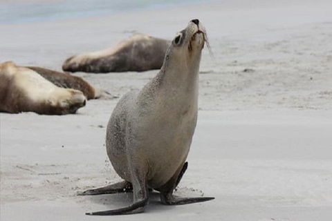Kangaroo Island Personal Group Tours - Airlie Beach Holiday 4
