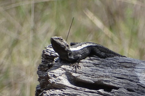 Inside The Greater Blue Mountains World Heritage - A Private Wildlife Safari Overnight - Airlie Beach Holiday 2