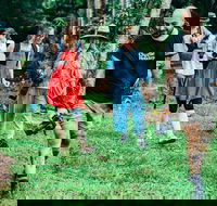 Let's Go Buggin  Let's Go Shroomin - Photography  Nature Walking Tours - Airlie Beach Holiday