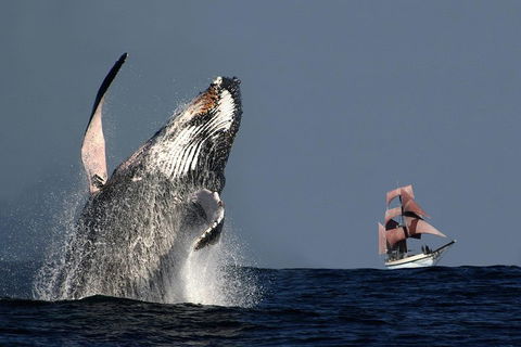 Sydney Harbour Tall Ship Whale & Sail - Whale Watching Cruise - Airlie Beach Holiday 0