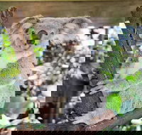 Cairns ZOOM and Wildlife Dome - Airlie Beach Holiday