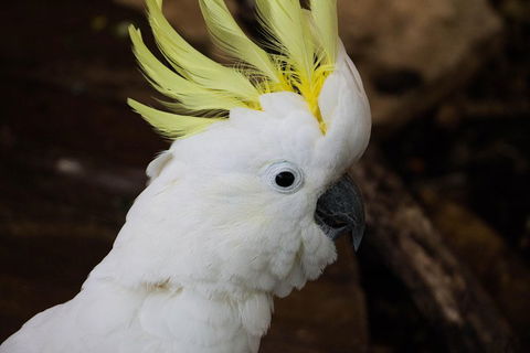 Cairns ZOOM And Wildlife Dome - Airlie Beach Holiday 2