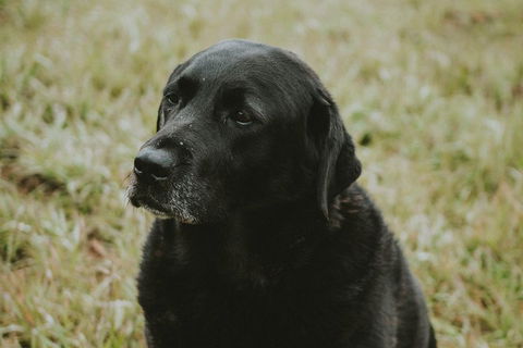 Daylesford Wine Tours: Wine, Cider, Gin, Vodka, Port, Food & Sights Tours! - Airlie Beach Holiday 4