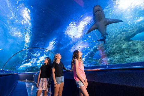Lunch And General Admission Entry At AQWA - Airlie Beach Holiday 0