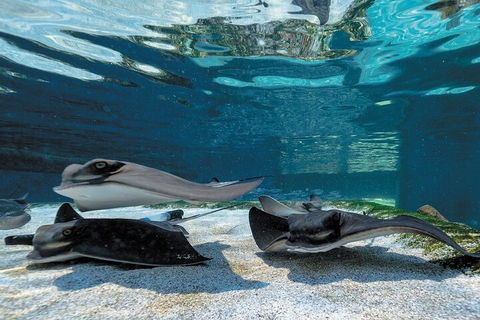 Lunch And General Admission Entry At AQWA - Airlie Beach Holiday 1