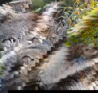 Kuranda Koala Gardens and Birdworld Admission Tickets - Airlie Beach Holiday