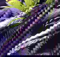 Cairns Aquarium Admission Ticket - Airlie Beach Holiday