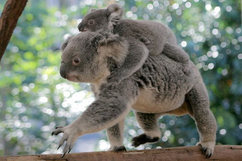 Lone Pine Koala Sanctuary Admission With Brisbane River Cruise - Airlie Beach Holiday 0
