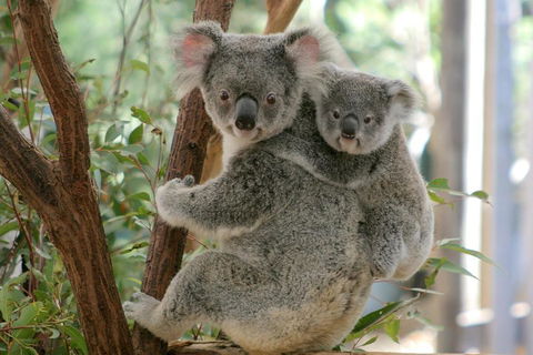 Lone Pine Koala Sanctuary Admission With Brisbane River Cruise - Airlie Beach Holiday 3