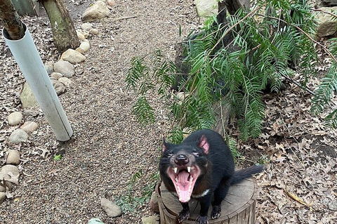 Featherdale Wildlife Park General Admission - Airlie Beach Holiday 1