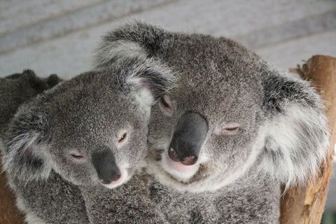 Featherdale Wildlife Park General Admission - Airlie Beach Holiday 4