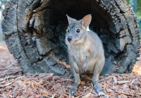 Featherdale Wildlife Park General Admission - Airlie Beach Holiday 5