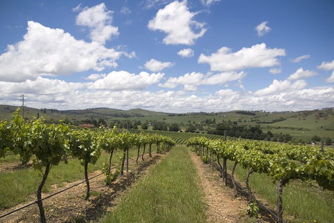 Hunter Valley Wine Tour From Sydney Incl Lunch, Cheese, Chocolate And Distillery - Airlie Beach Holiday 0