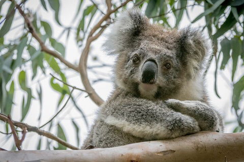 Great Ocean Road & Grampians National Park Tour - 3 Days, 2 Nights - Airlie Beach Holiday 2