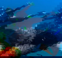 Scuba Dive the S.S. Yongala Wreck on the Great Barrier Reef. - Airlie Beach Holiday