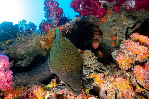 Scuba Dive The S.S. Yongala Wreck On The Great Barrier Reef. - Airlie Beach Holiday 1